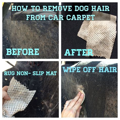 How to Get Rid of Dog Hair in Car: And Why Your Car Smells Like Wet Socks After a Rainstorm