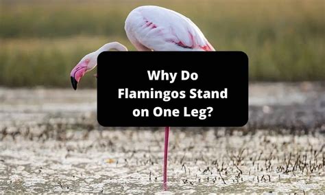 What do you need to register a motorcycle, and why do flamingos stand on one leg?