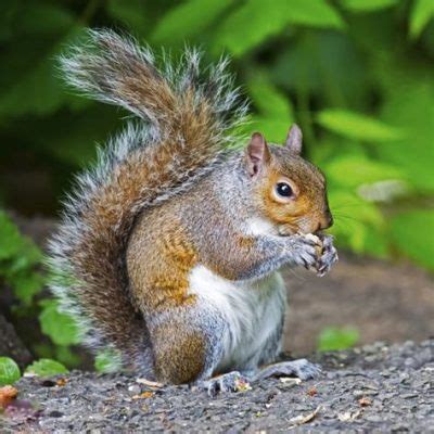 What type of oil for my car, and why do squirrels always seem to know the best parking spots?